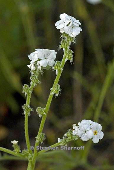 cryptantha flaccida 1 graphic